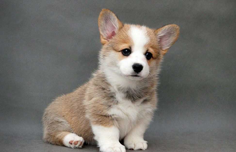 Cardigan Welsh Corgi For Sale In Mumbai