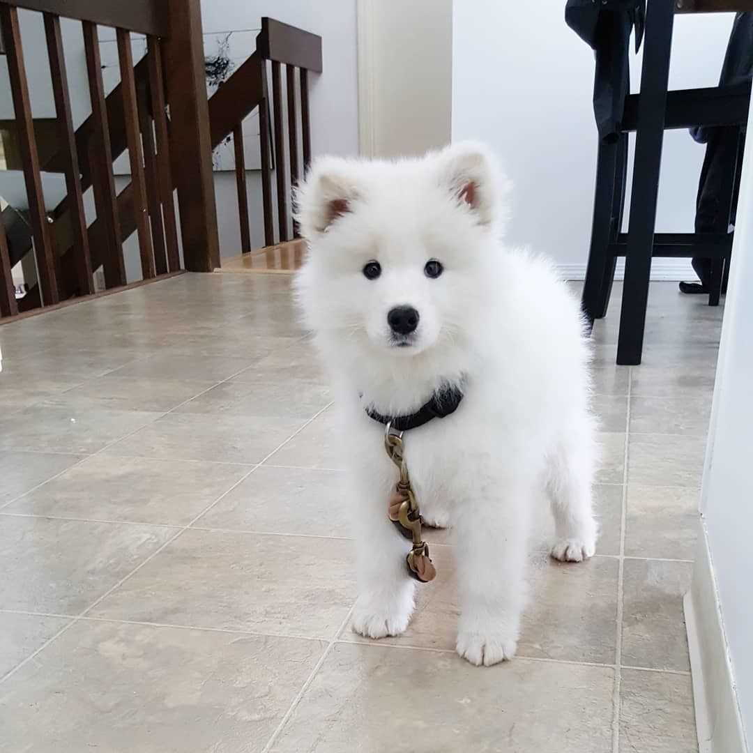 American Eskimo For Sale In Ludhiana