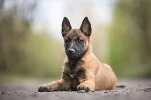 Champion Bloodline Belgian Shepherd