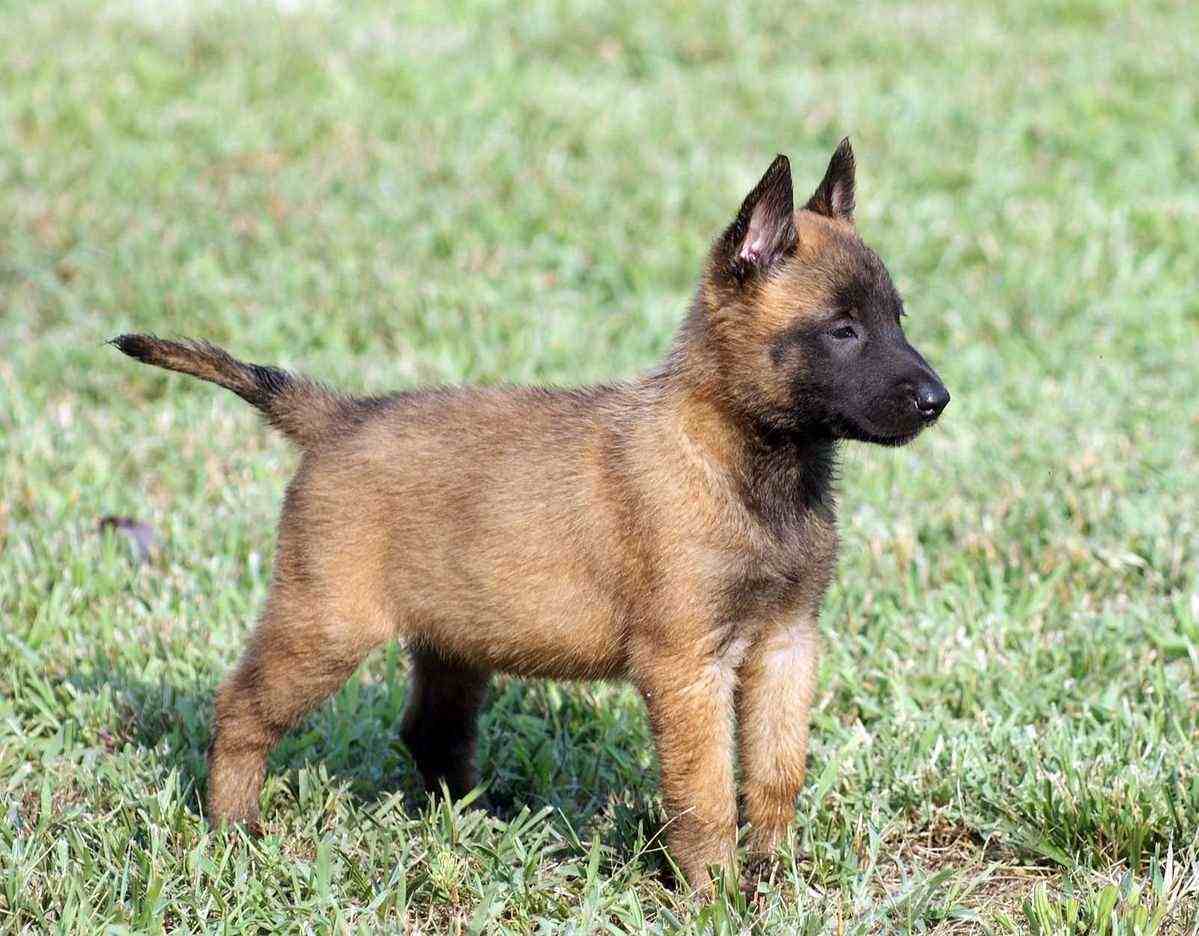 Getting a Belgian Shepherd