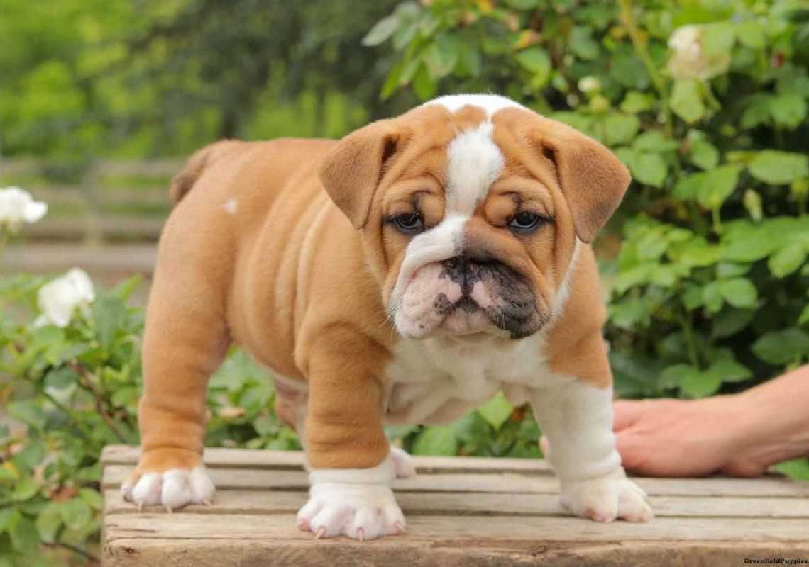 British Bulldog For Sale In Nagpur