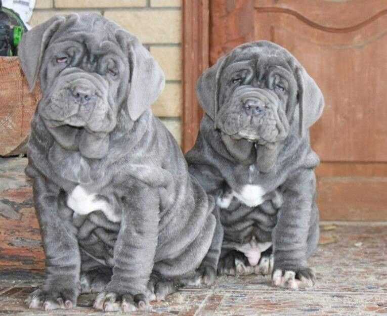 Neapolitan Mastiff For Sale In Bangalore