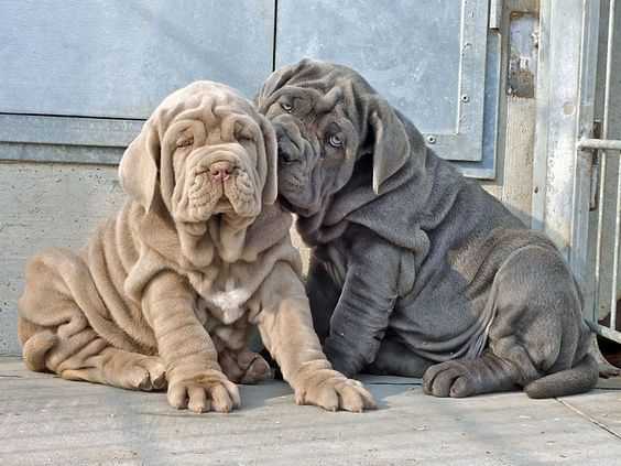 Neapolitan Mastiff For Sale In Bangalore