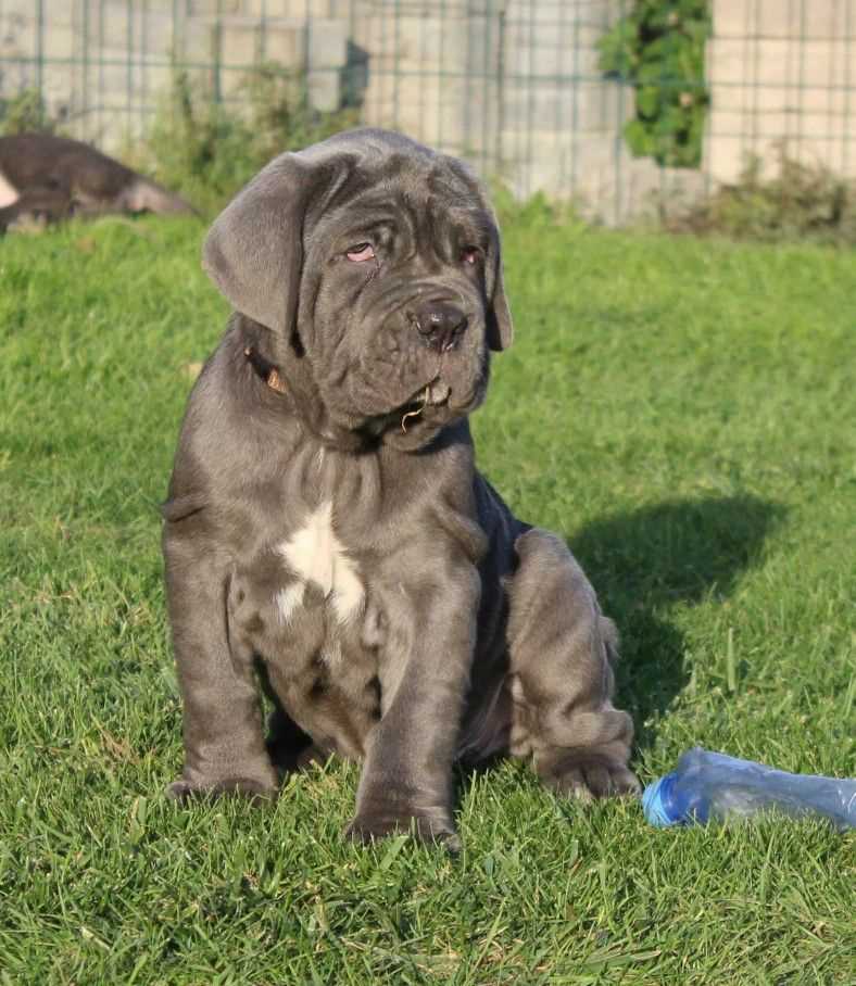 Neapolitan Mastiff For Sale In Chennai