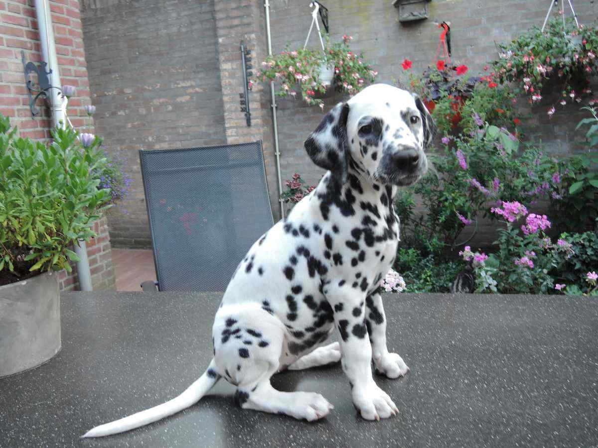 Basic Quality Dalmatian