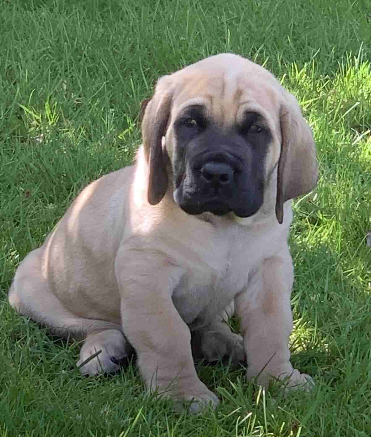 English Mastiff For Sale In Delhi