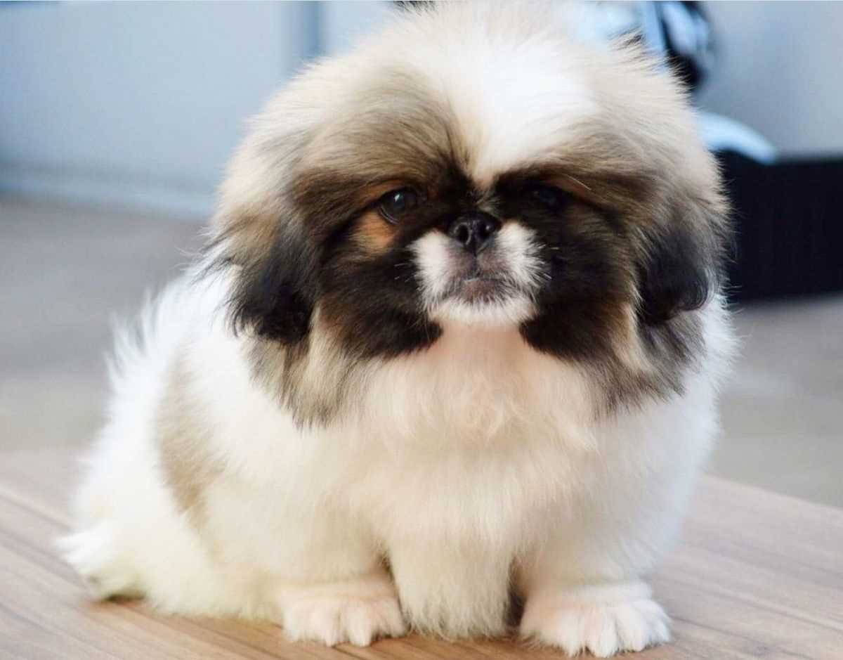 Pekingese For Sale In Moga
