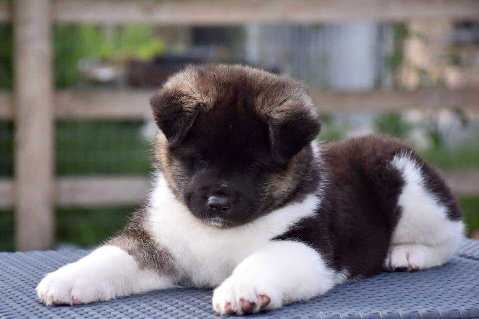Getting a American Akita