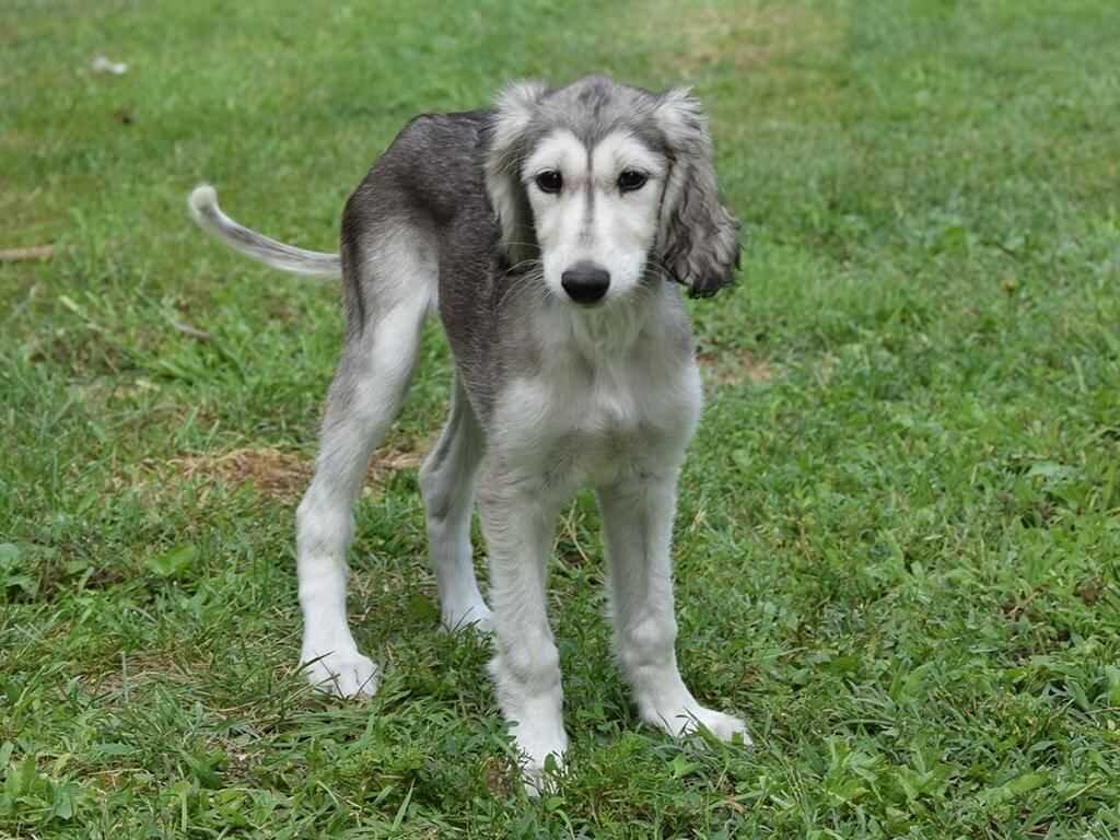 Champion Bloodline Saluki