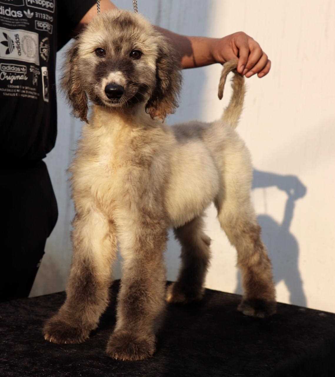 Afghan Hound For Sale In Mumbai