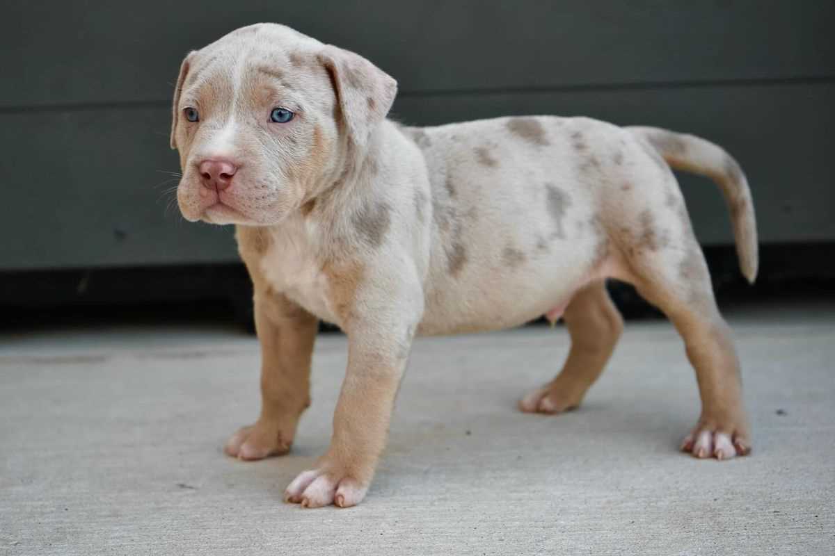 Standard Quality Pitbull