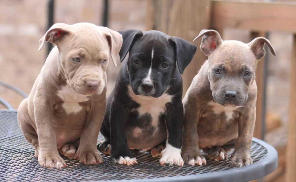 Pitbull For Sale In Gurgaon