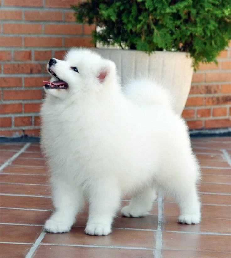 American Eskimo For Sale In Kolhapur