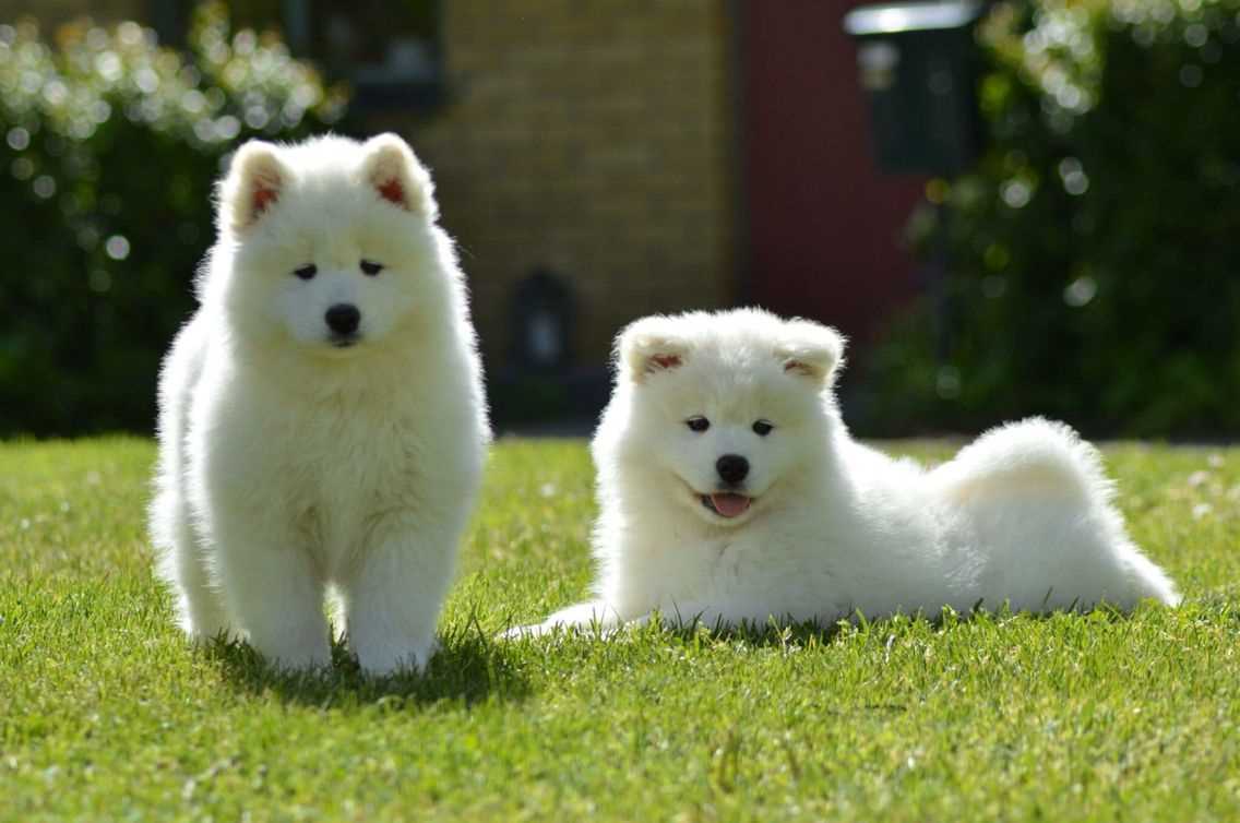 American Eskimo For Sale In Kolhapur