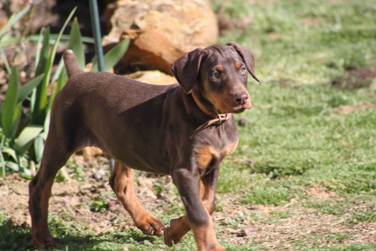 KCI Registered European Doberman