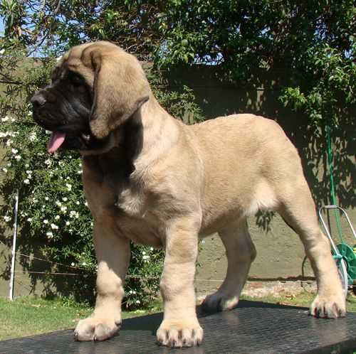 Champion Bloodline English Mastiff
