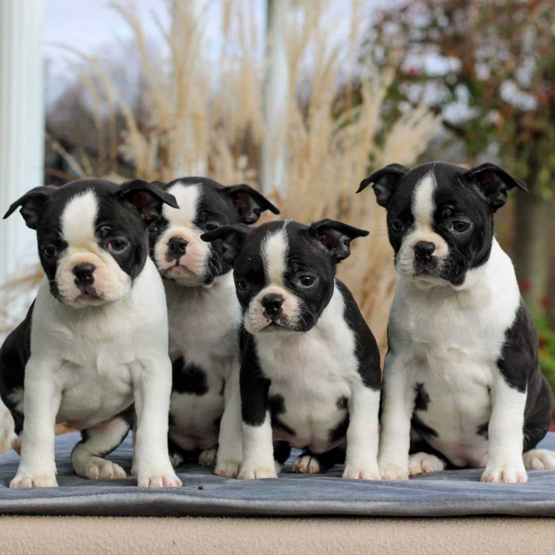 KCI Registered Boston Terrier