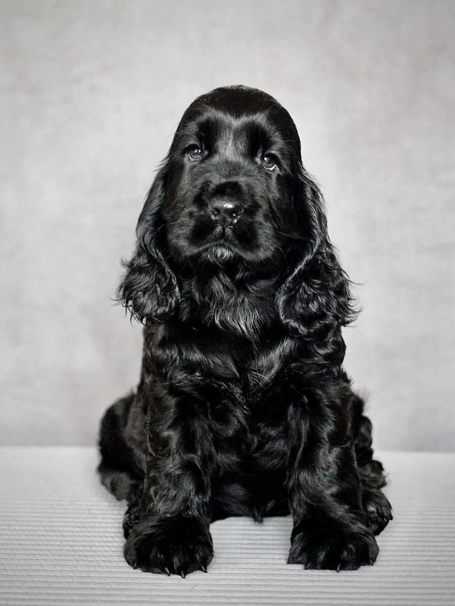 English Cocker Spaniel For Sale In Kolkata