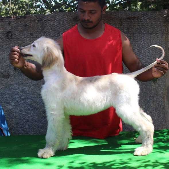 Afghan Hound For Sale In Chennai