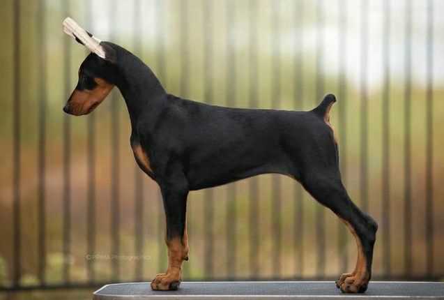 Getting a Doberman Pinscher