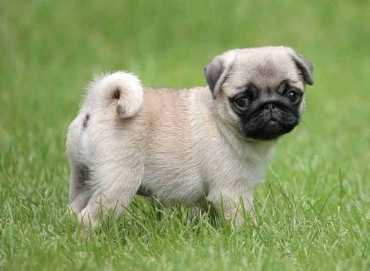 Pug For Sale In Bhopal