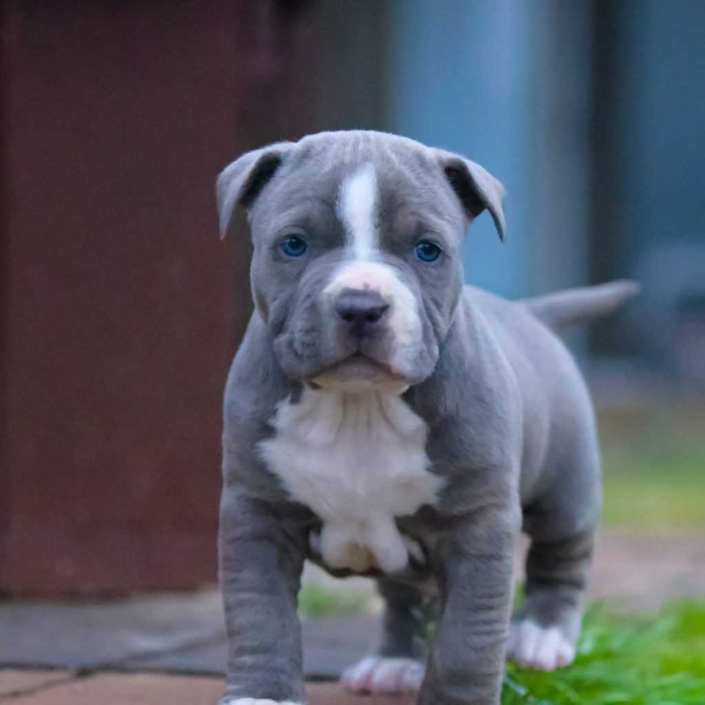 American Pit Bull Terrier For Sale In Rohtak