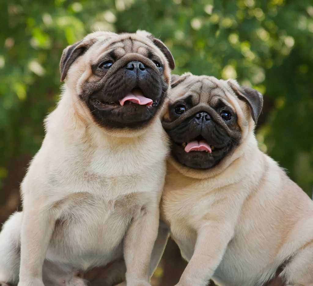 KCI Registered Pug