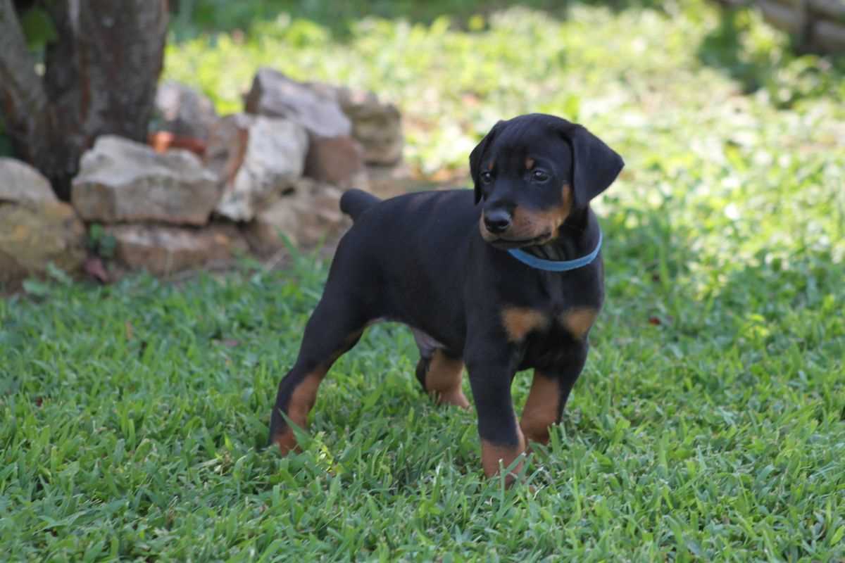 KCI Registered American Doberman