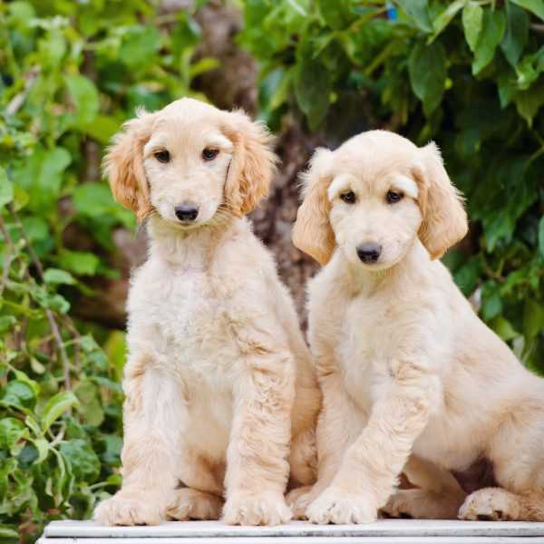 Afghan Hound For Sale In Bangalore