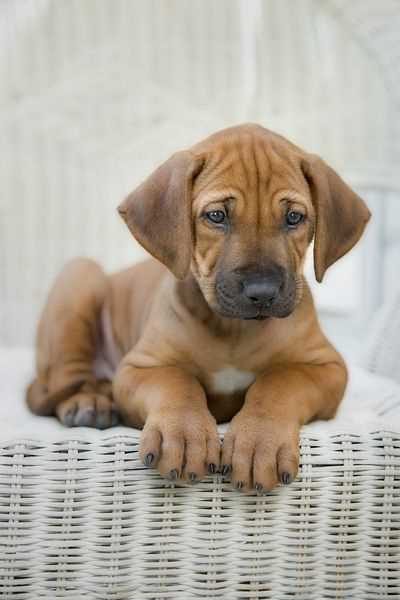 Rhodesian Ridgeback For Sale In Delhi