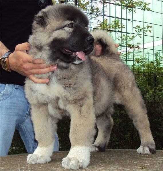 Caucasian Shepherd For Sale In Bangalore