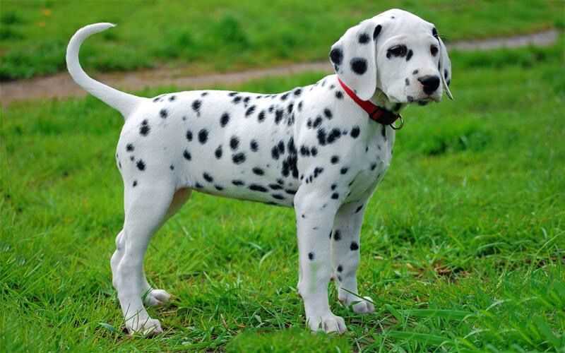 Champion Bloodline Dalmatian
