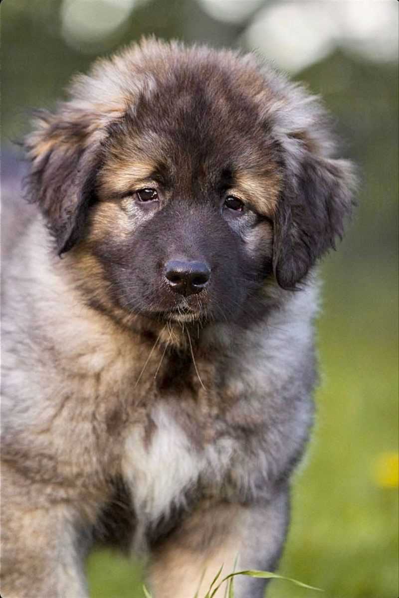 Caucasian Shepherd For Sale In Delhi
