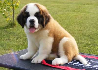 KCI Registered Saint Bernard