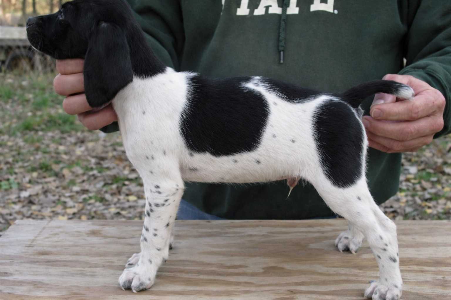 Pointer For Sale In Delhi