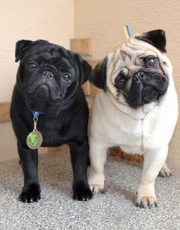 Getting a Pug