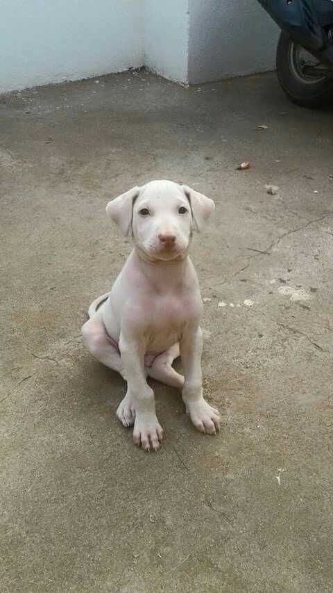 Mudhol hound For Sale In Jaipur