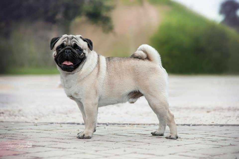 Pug For Sale In Lucknow