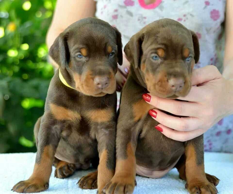 American Doberman For Sale In Patna