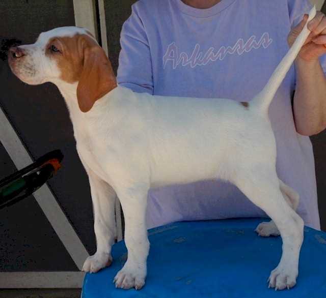 Standard Quality Pointer