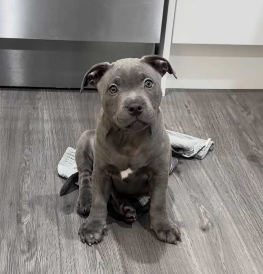 Standard Quality American Pit Bull Terrier
