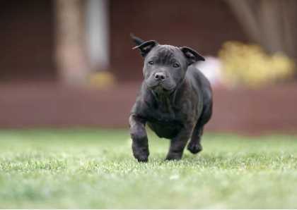 American Pit Bull Terrier For Sale In Delhi