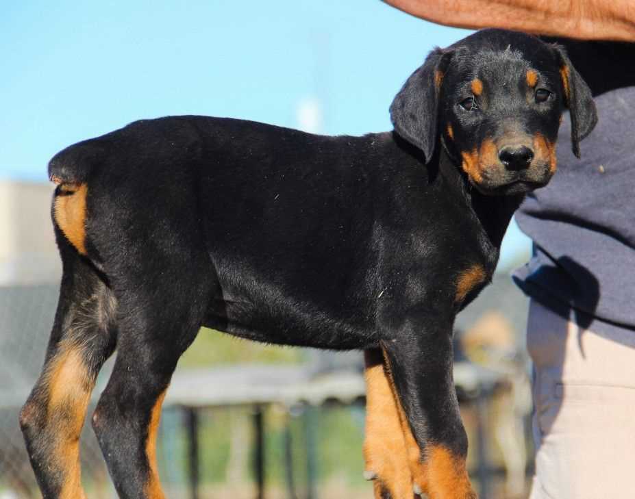 American Doberman For Sale In Jaipur