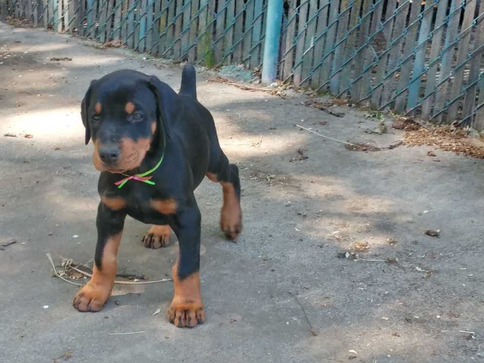 American Doberman For Sale In Jaipur