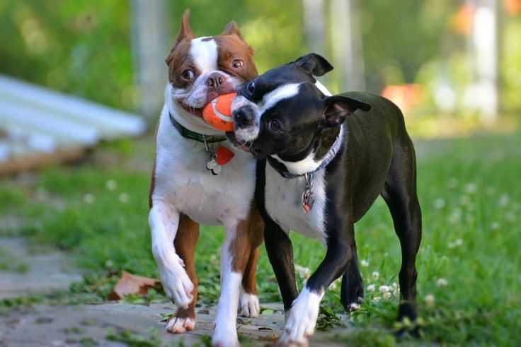 Boston Terrier For Sale In Hyderabad