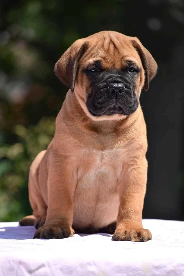 English Mastiff For Sale In Chandigarh