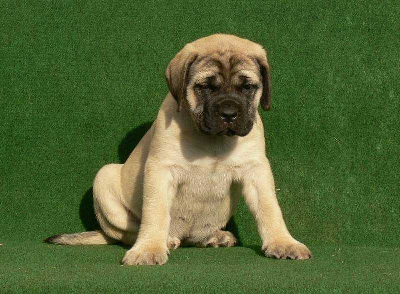 Getting a English Mastiff