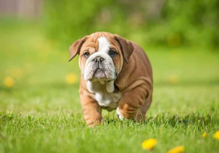 Champion Bloodline British Bulldog