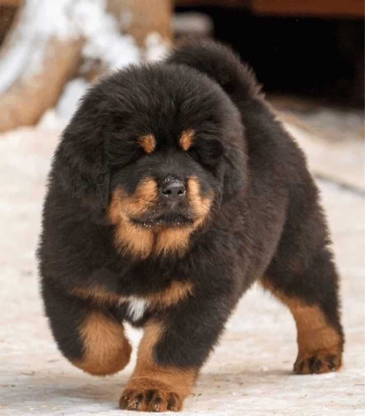 Getting a Tibetan Mastiff