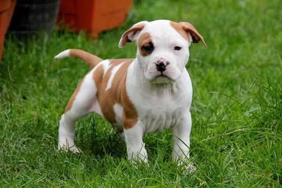 KCI Registered Staffordshire Bull Terrier